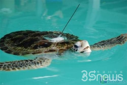 GPS是自然研究好帮手 追踪海龟存活的数据信息
