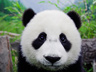 成都大熊猫基地上线“谷歌街景”