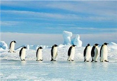 中国开启第33次南极科考，为第5座科考站选址