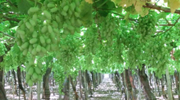 智慧农场：以色列FieldIn系统追踪作物生长 提高种植效率