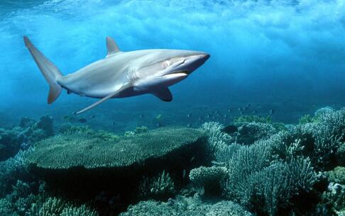 保护海滩游客安全 澳大利亚派出无人机盯鲨鱼