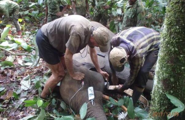一个新的反偷猎项目将使用GPS来拯救加蓬的大象