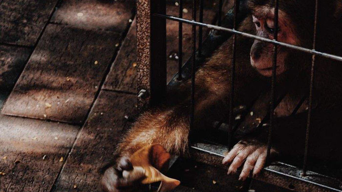 【一线报道】我国全面禁止非法野生动物交易