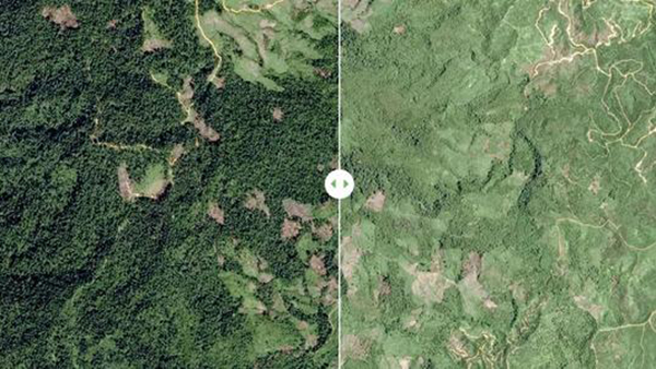 四川省林业和草原局部署开展2020年森林资源遥感即时监测图斑核实查处工作