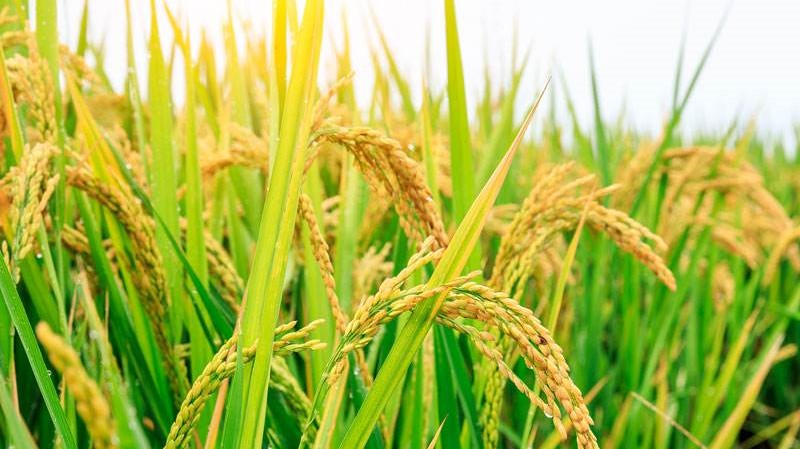北斗、5G加持，水稻种植实现全程无人机械化作业