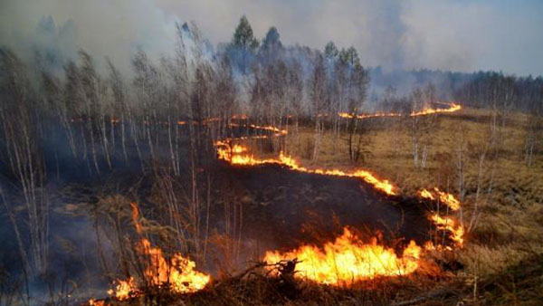 国家森林草原火灾应急预案印发