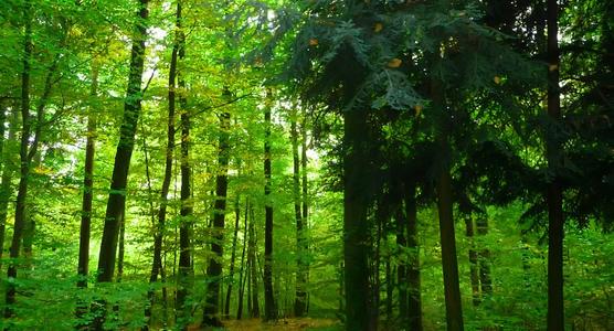 国家林业和草原局：我国去年完成造林677万公顷，全国森林覆盖率达23.04%