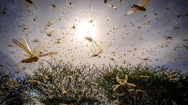 中科院空天所黄文江团队发布《亚非沙漠蝗虫灾情监测与评估报告》