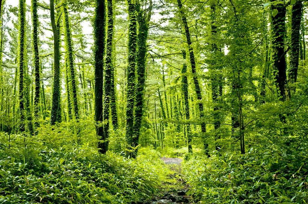 安徽林业保护发展“十四五”规划出炉
